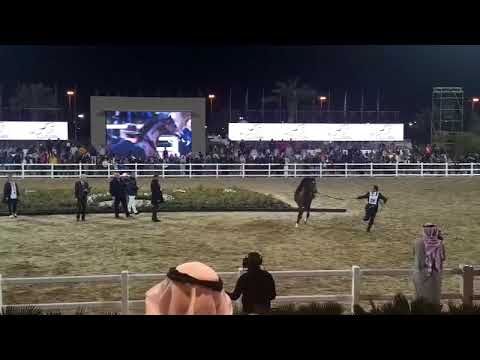 المهرجان الدولي للخيل العربي الاصيل بيت العرب الكويت