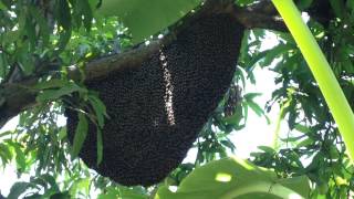 Lebah Tualangmadu Tualang  Kedah Found By Glen Bee Farm