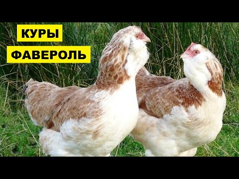 Разведение кур породы Фавероль как бизнес идея | Куры Фавероль