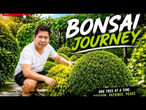 Bonsai Journey 🌿 | The Beauty, Art & Patience of Bonsai