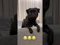 ご機嫌に遊んでいたのに… #パグ #dog #pug #黒パグ #癒し #わんこ #playing #犬のいる生活 #かわいい犬 #pets #shorts #cute #favorite
