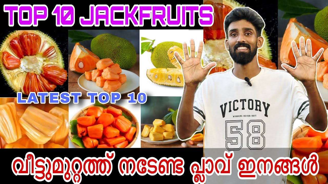 TOP 10 JACKFRUITS | വീട്ടുമുറ്റത്ത്‌ നടേണ്ട പ്ലാവ് ഇനങ്ങൾ |BEST JACKFRUIT VARITIES FOR KERALA
