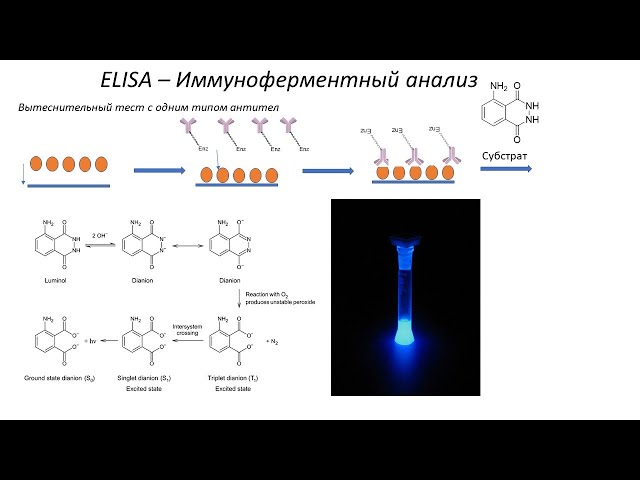 Лекция 3_ ИФА, для биотехнологов