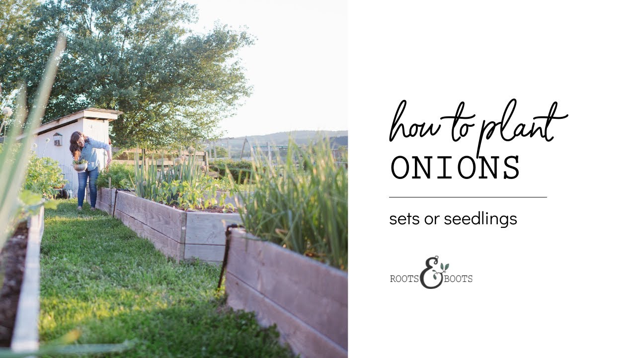How to Plant Onions sets and seedlings YouTube