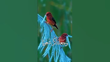 الشيخ عبدالباسط عبدالصمد سورة الحجرات