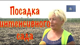 Посадка интенсивного сада в Харьковской области