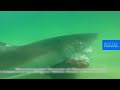 شاهد هجوم دموي لقرش أبيض كبير يفترس فقمة
