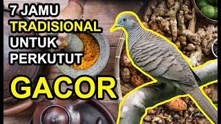 7 JAMU TRADISIONAL Burung Perkutut Agar Lebih Cepat Gacor dan Manggung