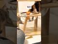 執念 #猫動画 #cat #ねこ #猫 #ネコ #癒される #保護猫 #三毛猫 #かわいい #かわいい猫 #ねこのいる生活 #ねこのいる暮らし #ねこのきもち