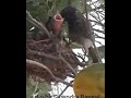 How mother bird feeds their infants