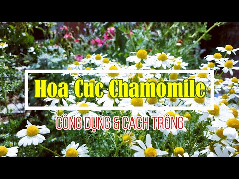 Video: Bồn Hoa Cúc La Mã