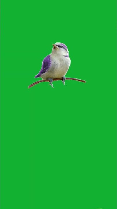 Green Screen  YouTube ( Burung ) _Bird