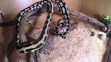 GoPro Hero3+ Carpet Python Feeding Time Lapse