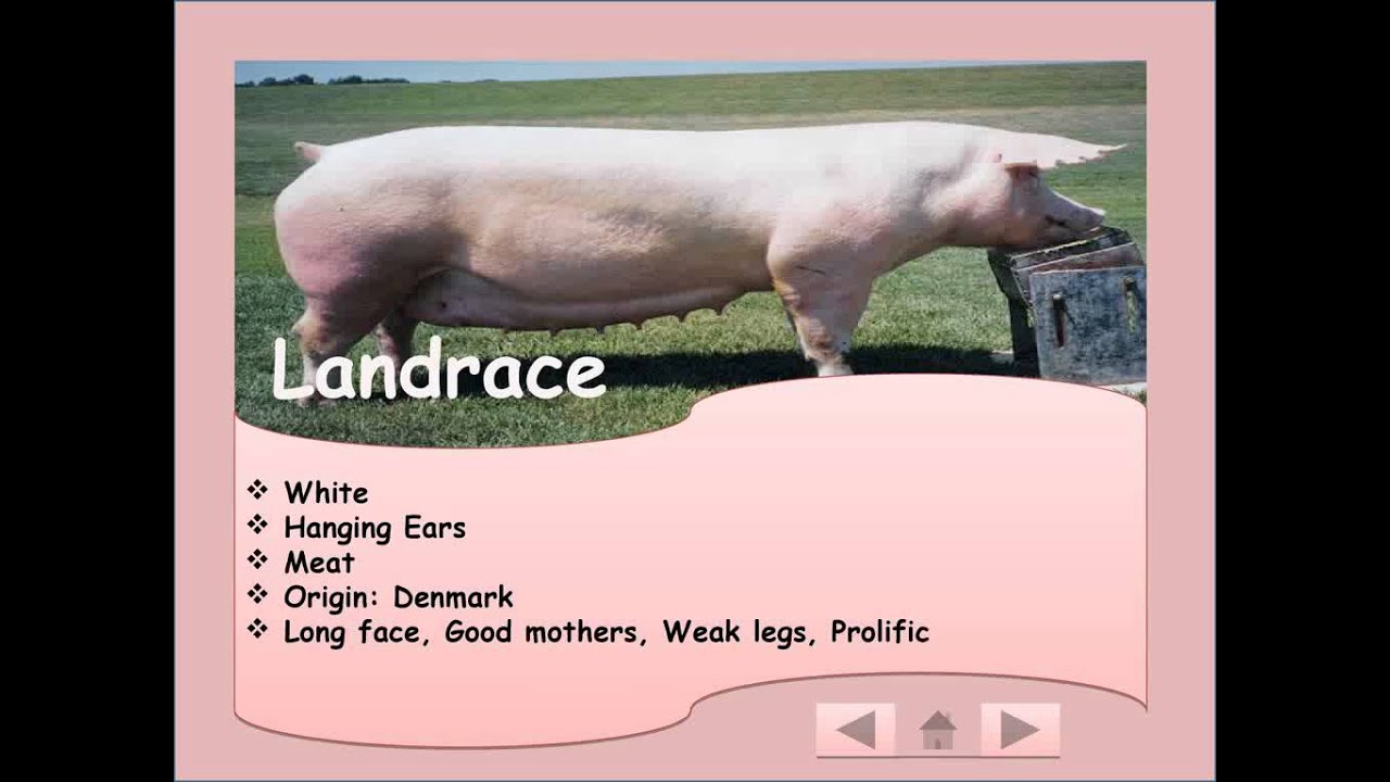 diffrent breeds of pigs
