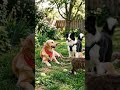 Drew lifestyle TV create a new videos this one is cats and dogs playing together #instapets