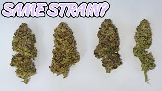 HUMBOLDT'S JELLY D VS DONUTS DRY TRIM & WEIGH FINALE