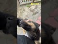 Евакуація жінки з тваринами з Східного, Херсон.