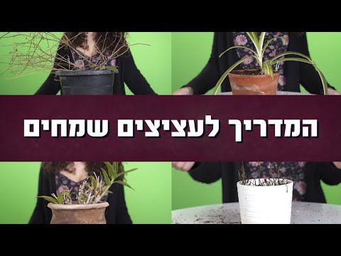 וִידֵאוֹ: המדריך השלם למבקרים למעגל הזהב של איסלנד