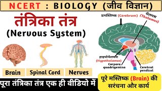 तंत्रिका तंत्र | Nervous system in hindi | human brain structure and function | Biology |Study vines