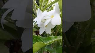Bunga Kamboja