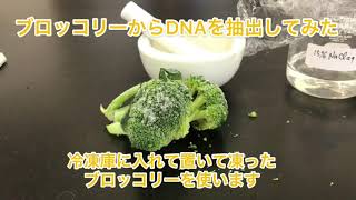 核酸（DNA，RNA)  (生物基礎の復習)