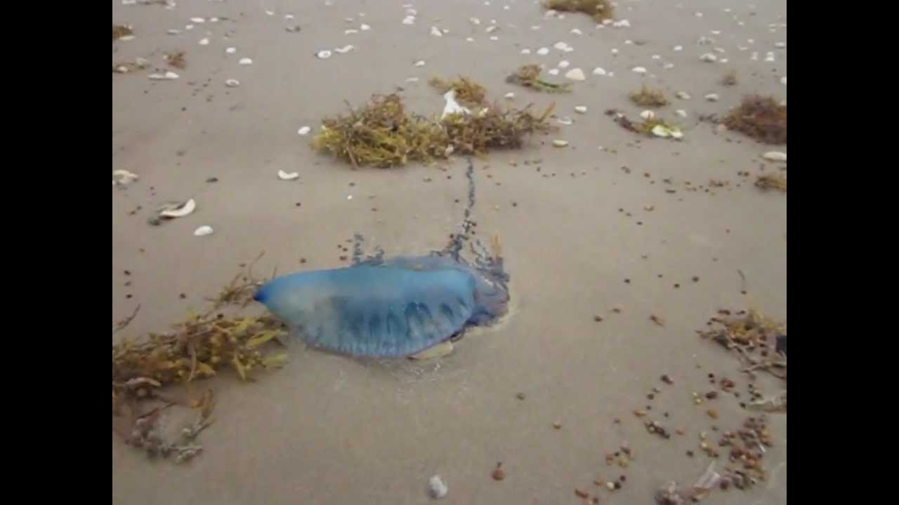 man o war jellyfish on south padre island - YouTube