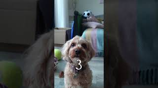 Molly ages 0-4!! 🤍🐶 #cavoodle #puppy #dog #dogs #cavapoo #pet #pets #cute #cutedog #shorts #fyp #fy