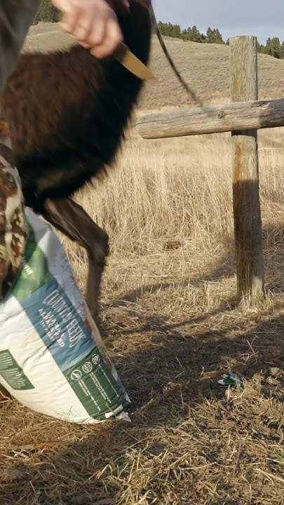 When llamas attack - YouTube