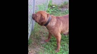 Cane corso mixed with old english - YouTube