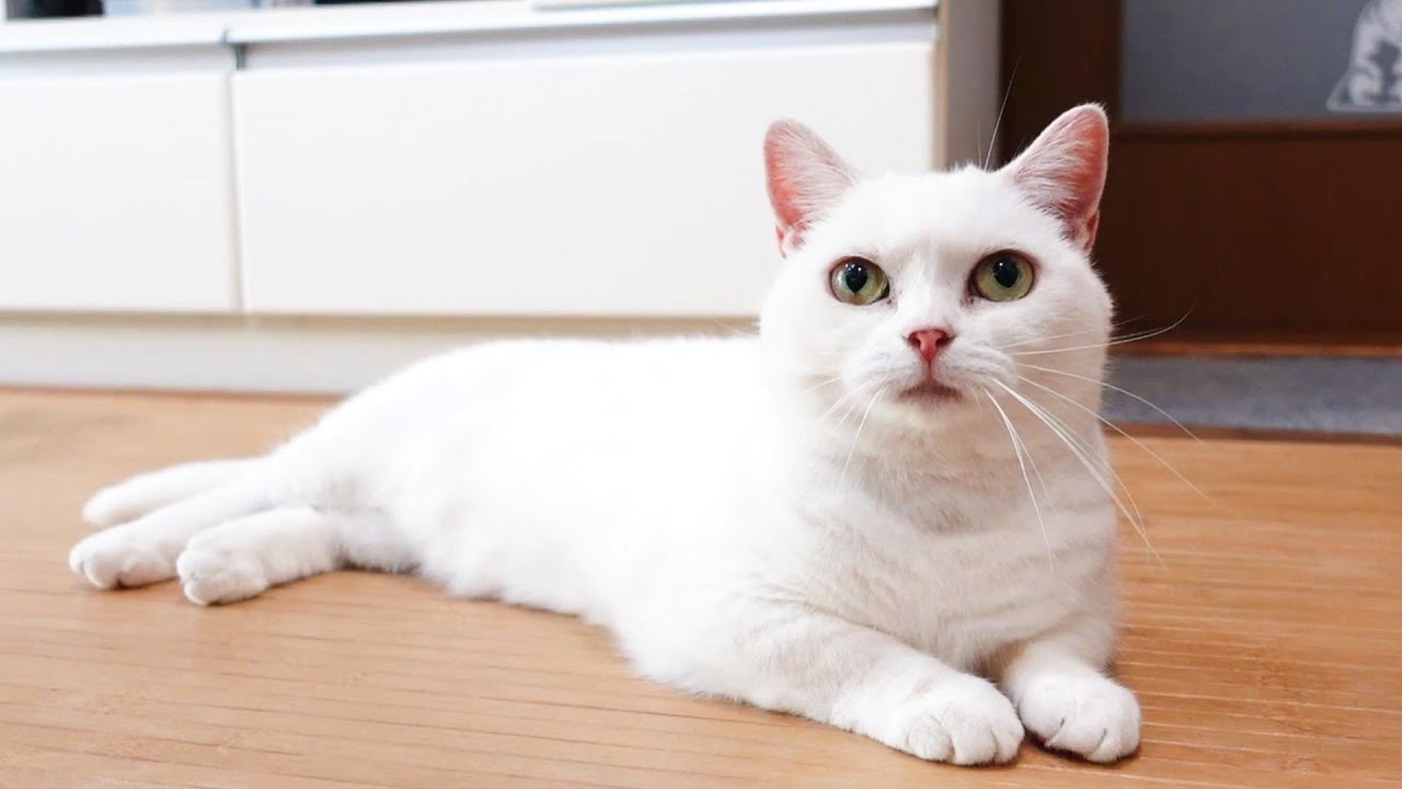 遊んでもらうのを待ってる白猫がとってもかわいい The White Cat Waiting To Be Played Is Very Cute Youtube