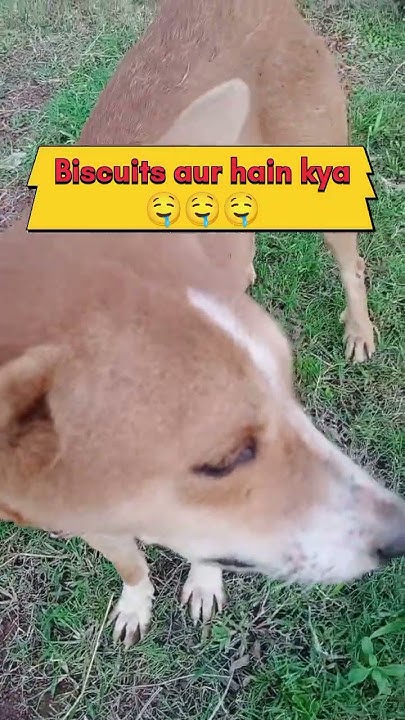 Bebo aur buiscuits😛😍#shorts #trending #makeba #viral #ytshort #youtube ...