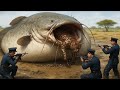Heroic Rescue Team Saves Greedy Mother Cat from Giant Catfish Attack😡