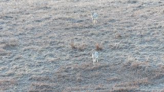 AMAZING Coyote Hunting In South Dakota!  Predator Hunting: SUPPRESSED "ROGUE"