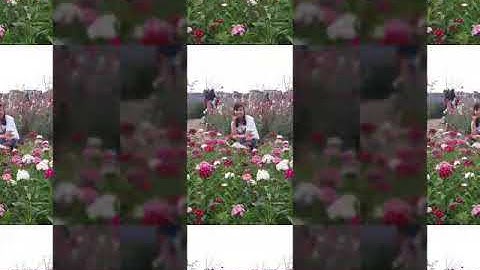 GÁI QUÊ : NGỌC SƠN$ MICHAEL LANG