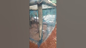 Aviari sederhana