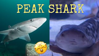Catsharks and True Dogfish: A Closer Look Catsharks and True Dogfish: A Closer Look