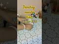 Trending 2025 Cushion Cover Designs from Meesho | #budgetdecor #affordable #shorts
