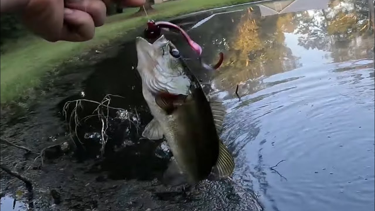 Bass Fishing in an Unstocked Pond with Topwater's and Soft Plastics Lures