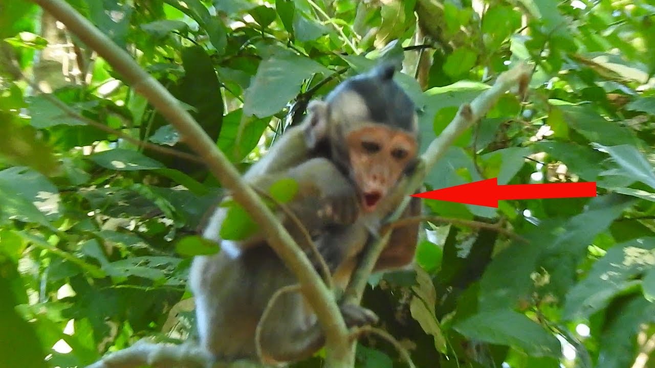 Poor baby monkey crying very loudly request milk from mom / Monkey post