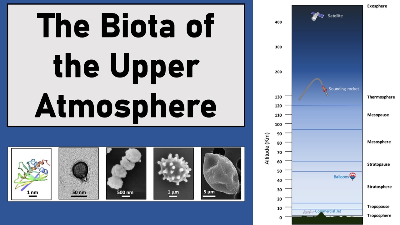 Biota of the Upper Atmosphere