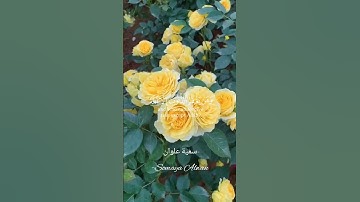 سورة آل عمران الآية (135)||وَالَّذِينَ إِذَا فَعَلُوا فَاحِشَةً||القارئ إسلام صبحي #قرآن