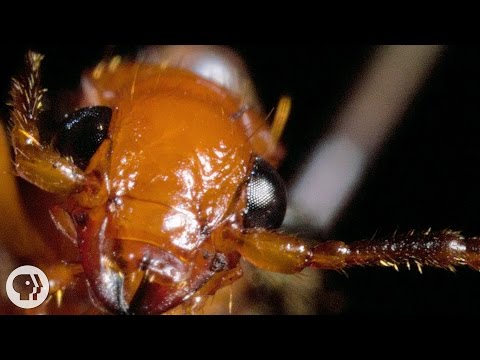 The Bombardier Beetle And Its Crazy Chemical Cannon | Deep Look