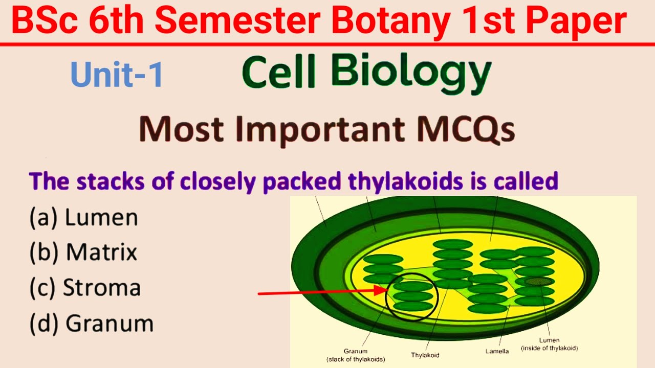 BSc 6th Semester Botany Paper 1 MCQ//MCQ on Cell Biology/Cell Biology ...