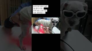 👀고글 안경낀 두부 | 십자인대 수술후 물리치료 | 🌈펫로스 증후군 | Pet Loss Syndrome #shortsㆍ