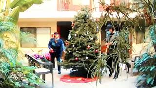 Courtyard Christmas Tree Decorating