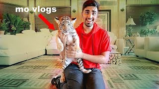 Download My New Pet Tiger !!! Video MP3 My New Pet Tiger !!!