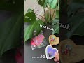 Natural Life HAPPY BOX Natural Life HAPPY BOX