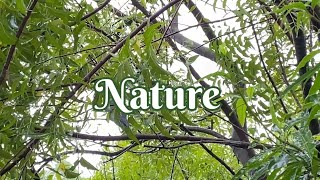 Nature - Tamil New 2023 1 - Minute Short Film Niranjan 