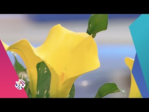 فيديو: Zantedeschia أو زنابق الكالا