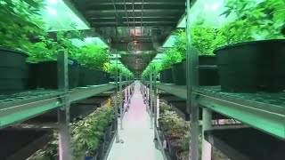 Cannabis lab tech major to be offered at Hocking College in 2019
